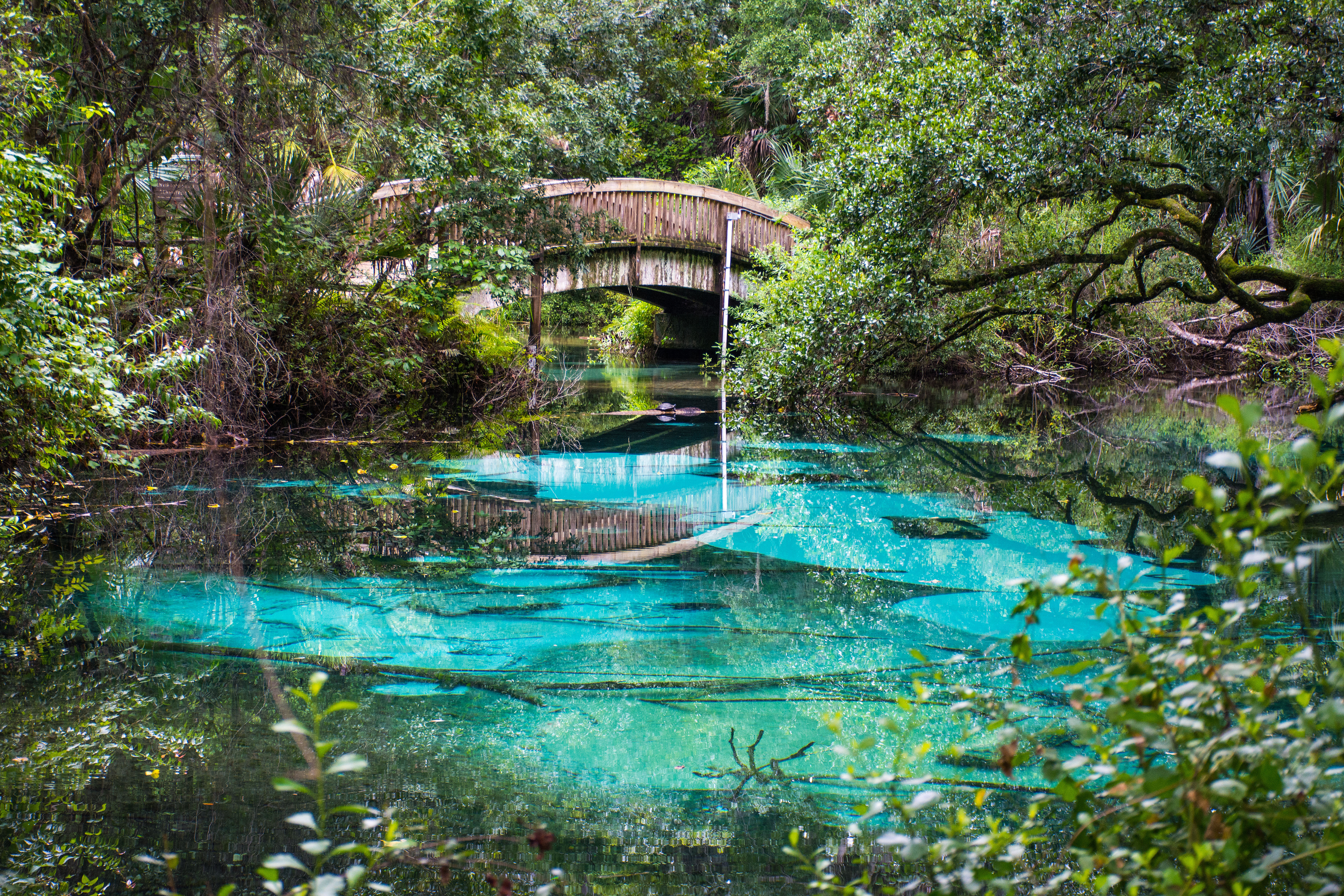 A wooden footbridge over clear turquoise spring water in a lush Florida forest